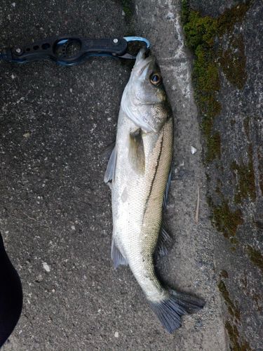 スズキの釣果