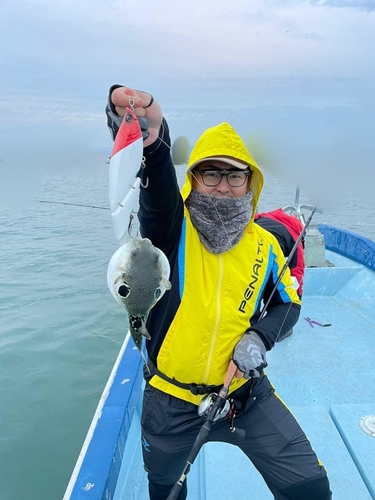 トラフグの釣果