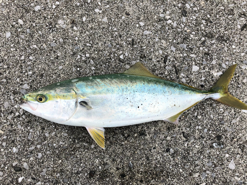 ハマチの釣果