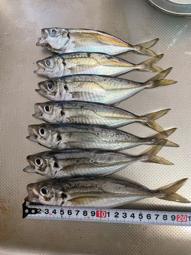 アジの釣果