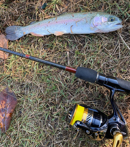 ニジマスの釣果