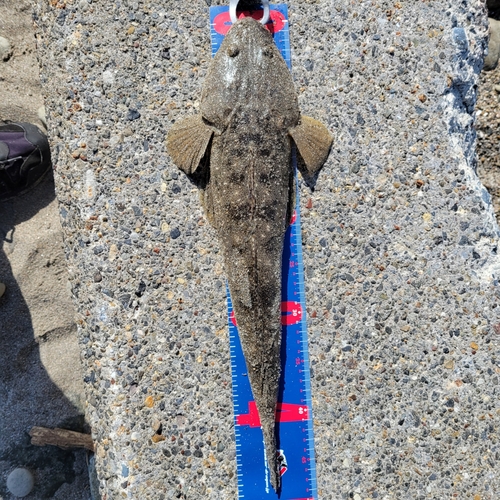 マゴチの釣果