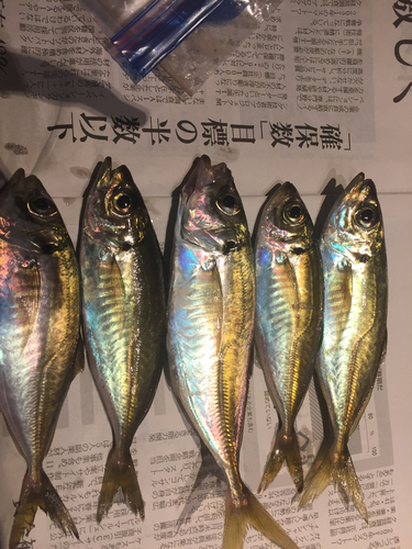 マアジの釣果