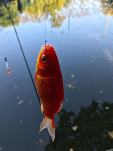 キンギョの釣果