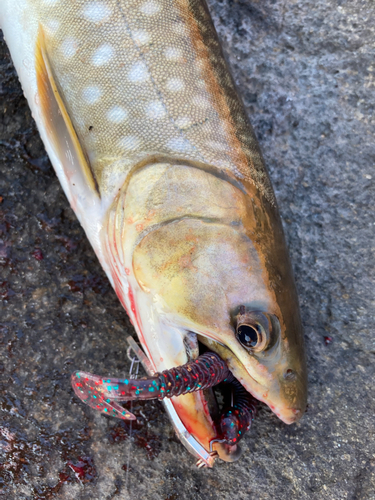 アメマスの釣果