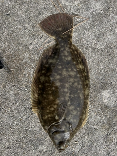 カレイの釣果