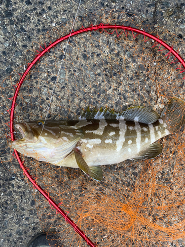 クエの釣果