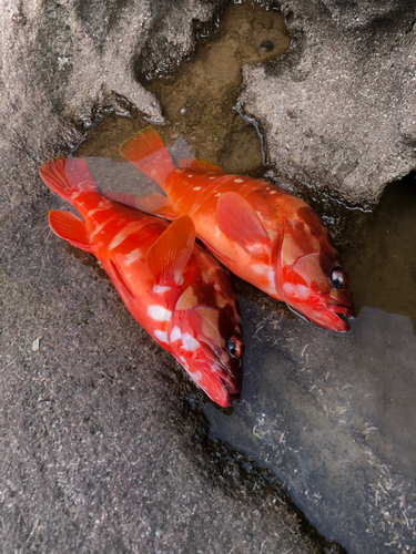 アカハタの釣果