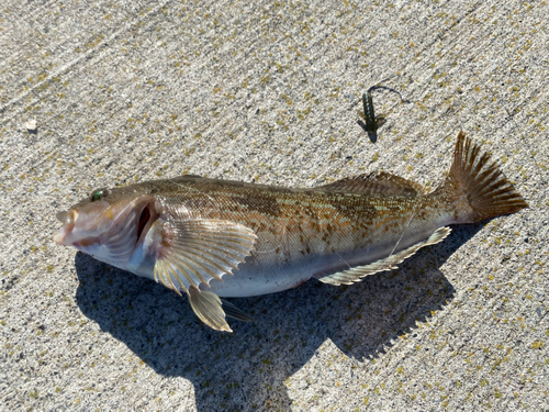 アイナメの釣果