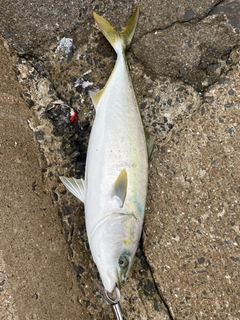 メジロの釣果