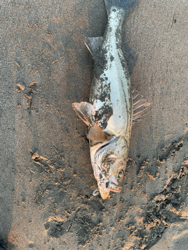 スズキの釣果