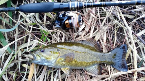 スモールマウスバスの釣果