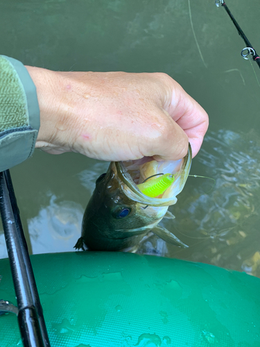 ラージマウスバスの釣果