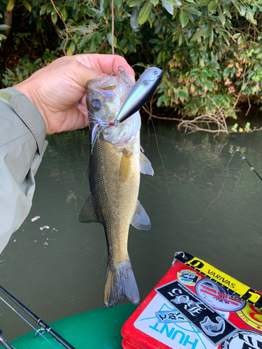 ラージマウスバスの釣果