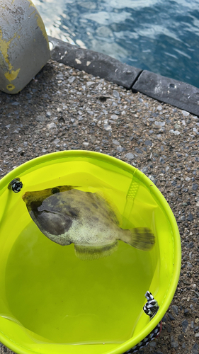 カワハギの釣果