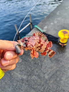 ヨロイメバルの釣果