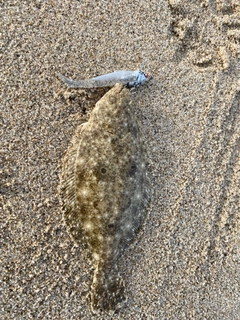 ソゲの釣果