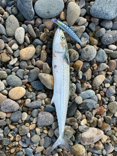 サゴシの釣果