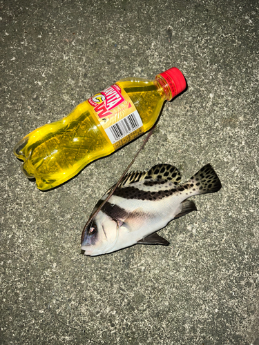 コショウダイの釣果