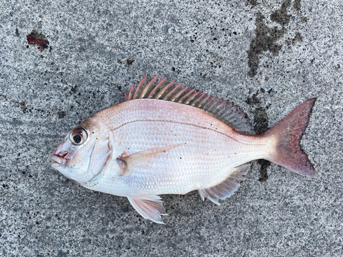 タイの釣果