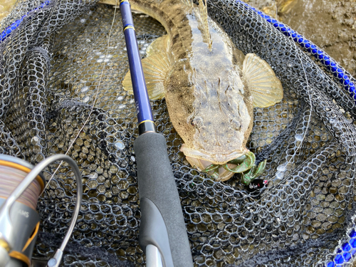 マゴチの釣果