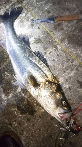 セイゴ（マルスズキ）の釣果