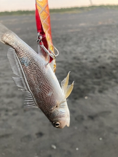 イシモチの釣果