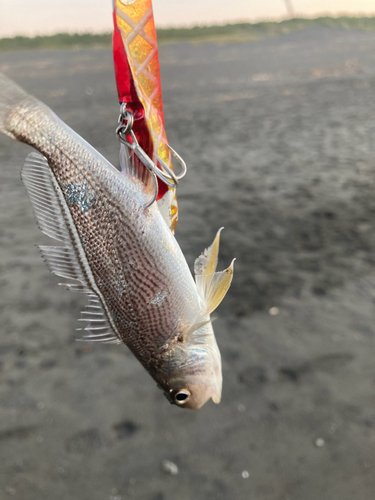 イシモチの釣果