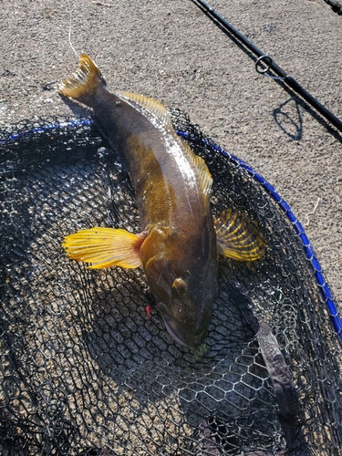 アイナメの釣果