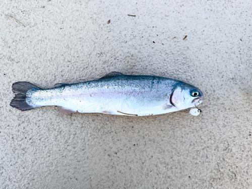 ニジマスの釣果