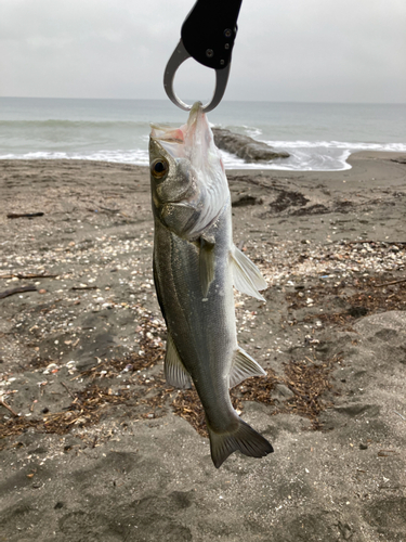 フッコ（マルスズキ）の釣果