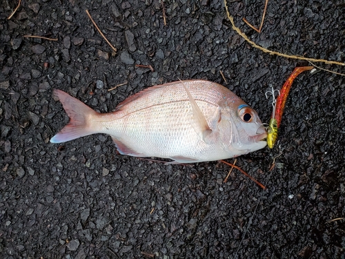 タイの釣果