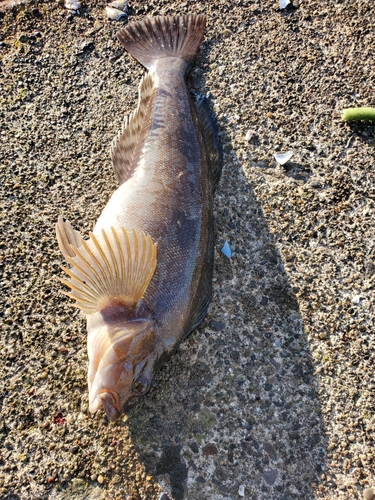 アイナメの釣果