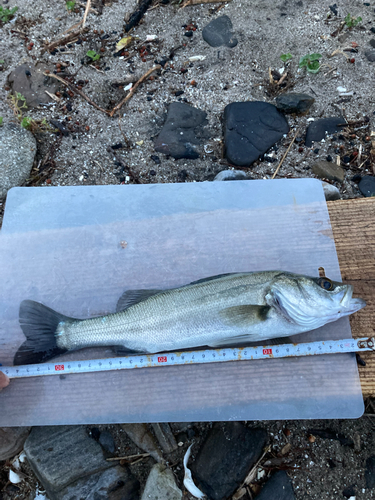 セイゴ（タイリクスズキ）の釣果