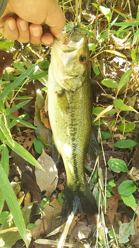 ラージマウスバスの釣果