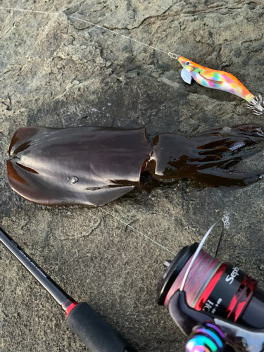 アオリイカの釣果