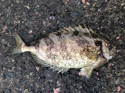 アイゴの釣果