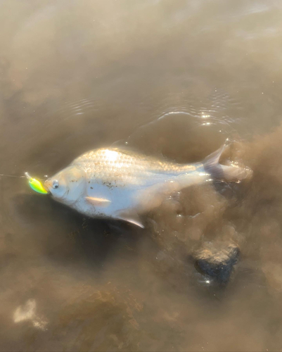 ヘラブナの釣果