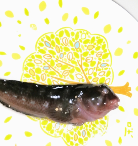 釣果