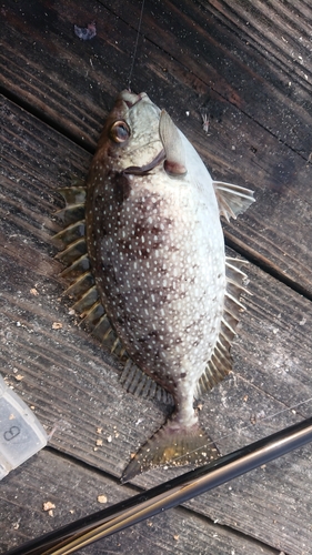 アイゴの釣果