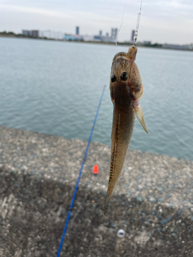 ハゼの釣果