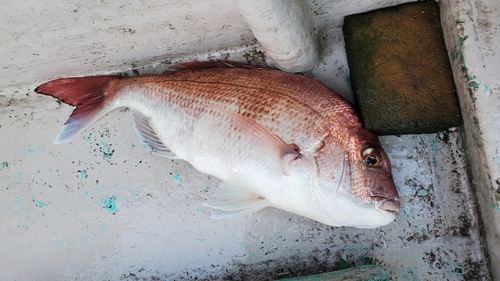 マダイの釣果