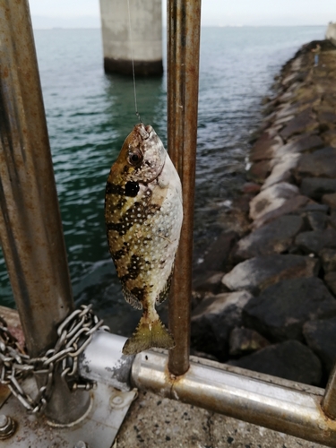 アイゴの釣果