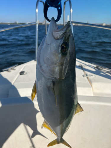 イナダの釣果