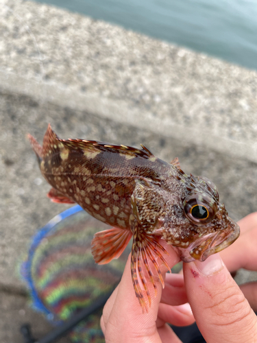 カサゴの釣果