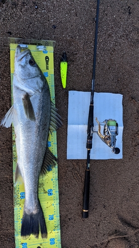 シーバスの釣果