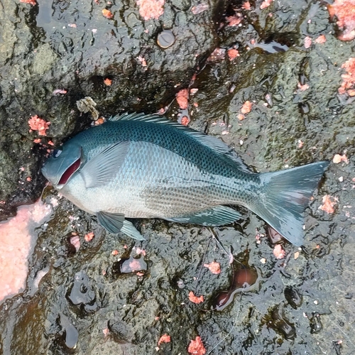 メジナの釣果