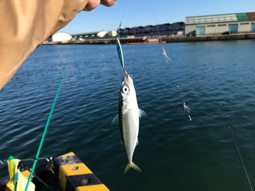 サバの釣果