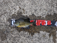ブルーギルの釣果