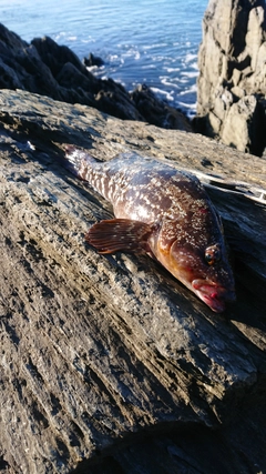 アイナメの釣果